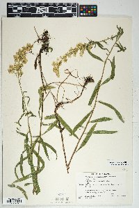 Solidago velutina image