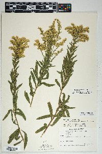 Solidago velutina image