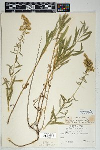 Solidago gypsophila image