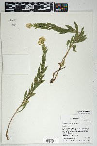 Solidago velutina image