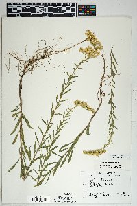 Solidago velutina image