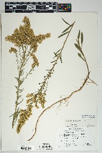 Solidago velutina image