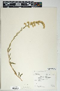 Solidago velutina image