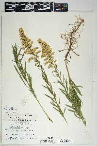 Solidago velutina image