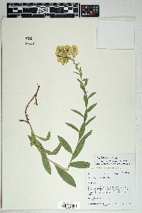 Solidago velutina image