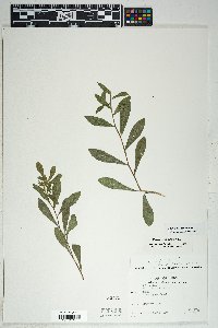 Solidago velutina image