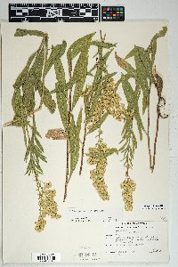 Solidago velutina image