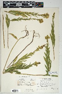 Solidago velutina image