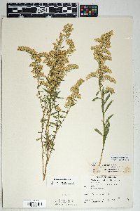 Solidago velutina image