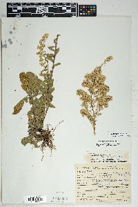 Solidago velutina image