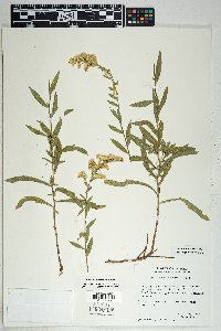 Solidago velutina image