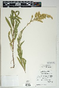 Solidago velutina image