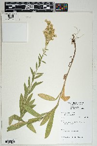 Solidago velutina subsp. sparsiflora image