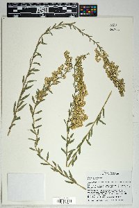 Solidago velutina image