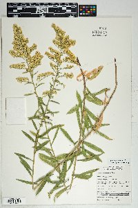 Solidago velutina image