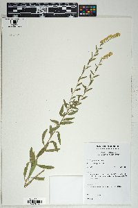 Solidago velutina image