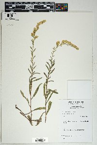 Solidago velutina image