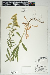 Solidago velutina image