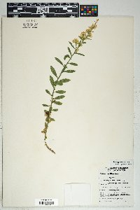 Solidago velutina image