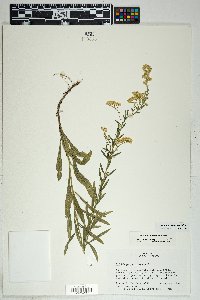 Solidago velutina image