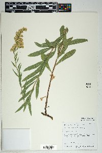 Solidago velutina image