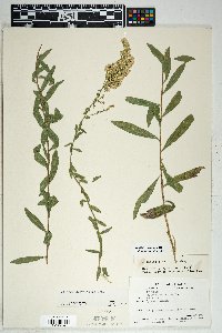 Solidago velutina image