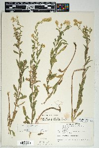 Solidago velutina image