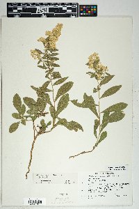 Solidago velutina image