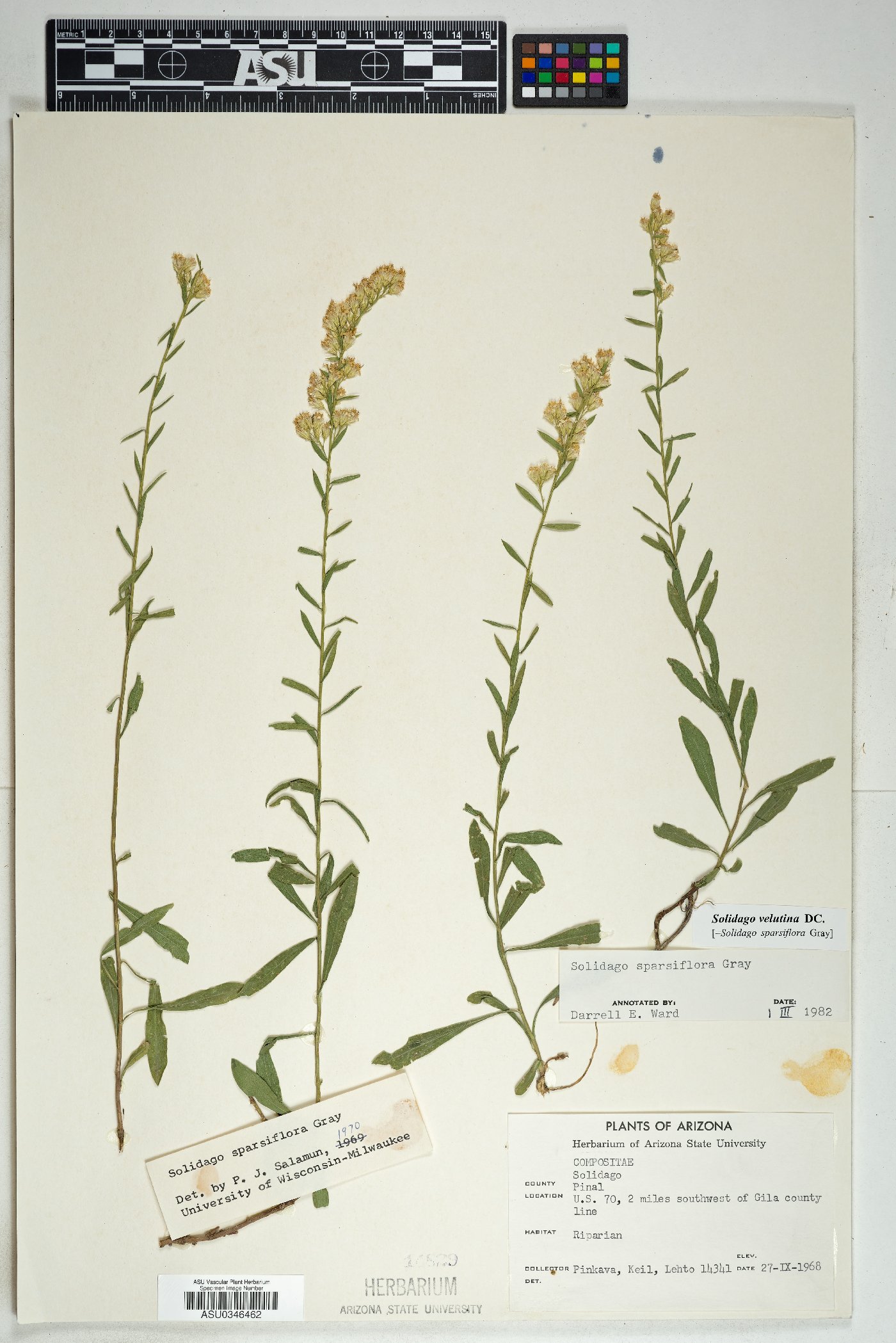 Dieteria bigelovii var. mucronata image