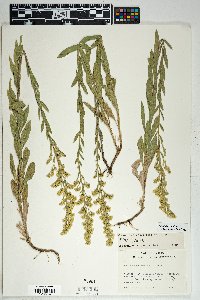 Solidago velutina image