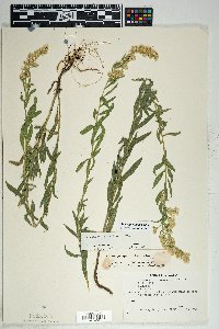 Solidago velutina image