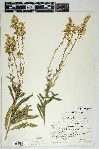 Solidago velutina image