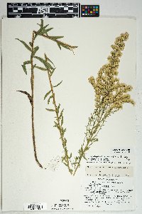 Solidago velutina image