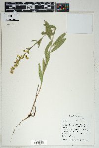 Solidago velutina image