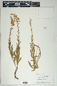 Solidago velutina image