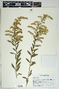 Solidago velutina image