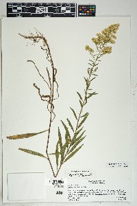 Solidago velutina image