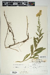 Solidago velutina image