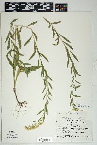 Solidago velutina image