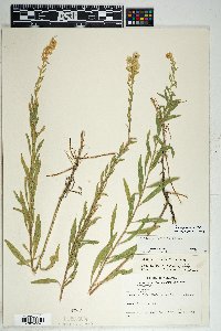 Solidago velutina image