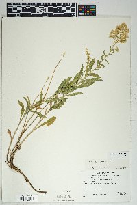 Solidago velutina image