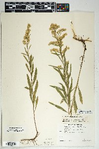 Solidago velutina image