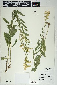 Solidago velutina image