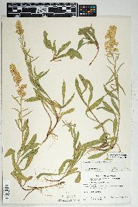 Solidago velutina image