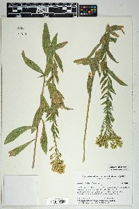 Solidago velutina image