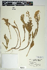 Solidago velutina image