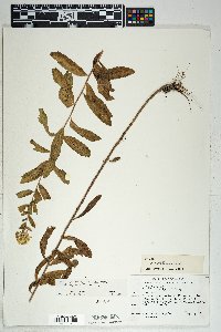 Solidago wrightii image