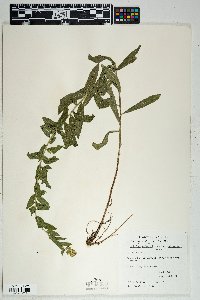 Solidago wrightii image