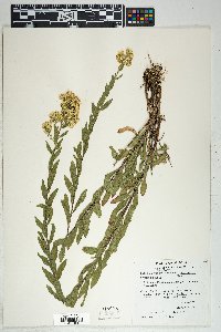 Solidago wrightii var. adenophora image