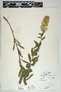 Solidago wrightii var. adenophora image